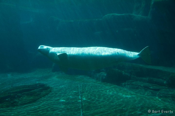 DSC_6932.jpg - The Vancouver Aquarium: Beluga whale